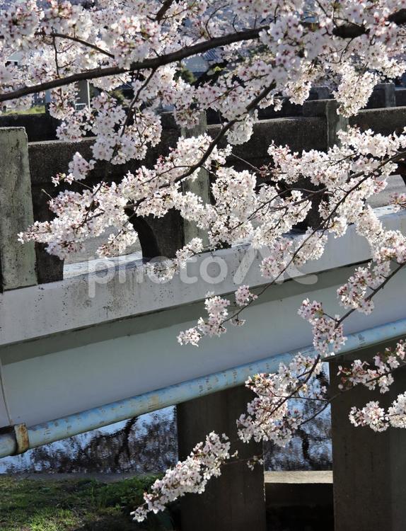 川に架かる橋と桜 春,さくら,サクラの花の写真素材