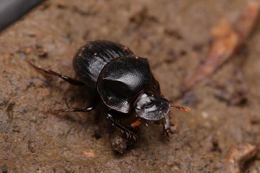 ヤクシマエンマコガネ ヤクシマエンマコガネ,エンマコガネ,コガネムシの写真素材