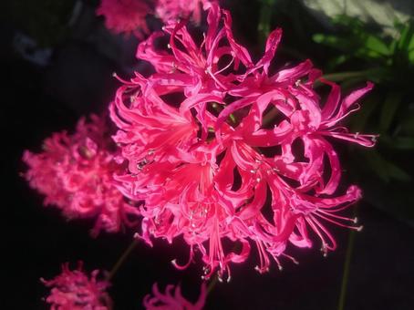 花 花の写真
