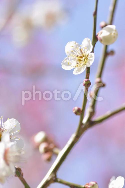 日差しに映える白梅 梅の花,梅,白梅の写真素材