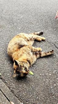 ころんした2025秋なのにゃ編 ころん,寝転がる,ねこの写真素材