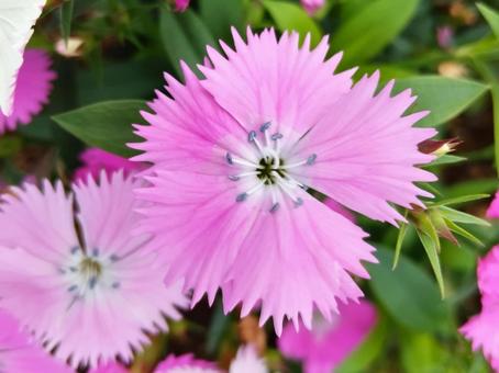 日本女性を象徴するナデシコの写真