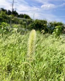 ネコジャラシの景色 ネコジャラシの景色の写真