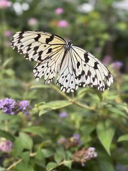 蝶々 自然 昆虫 蝶々 自然 昆虫 癒し,木,緑の写真素材