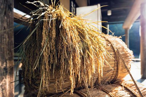 農家軒先で太陽を浴びる稲穂と古き良き日本 豊穣,稲穂,稲の写真素材
