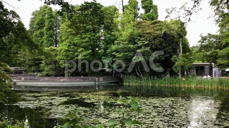 井の頭公園の風景 井の頭公園,緑,木々の写真素材