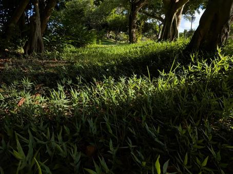 木陰　日陰の写真