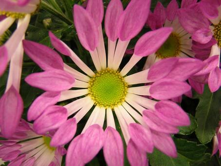 花 花の写真