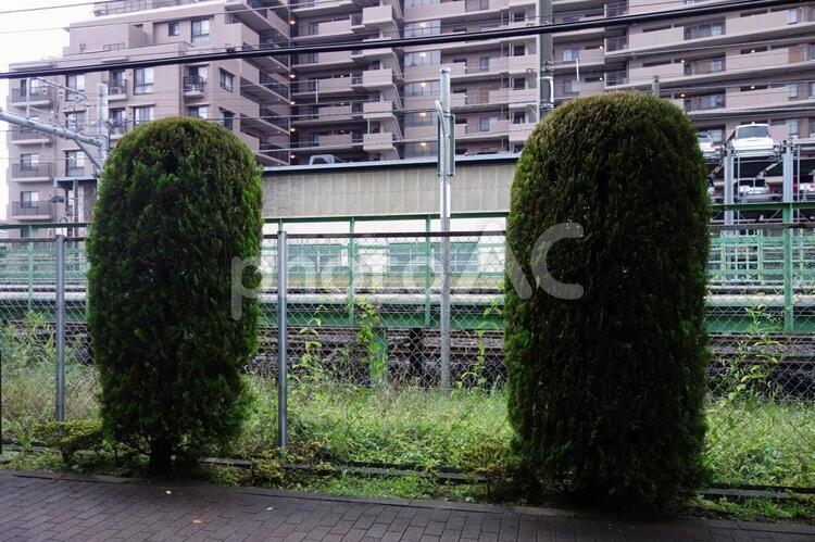 沿線の街路樹 道,街路樹,雨の写真素材