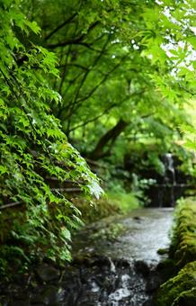 夏の緑と、せせらぎが聞こえる小川 夏の緑と、せせらぎが聞こえる小川 小川,川,水の写真素材