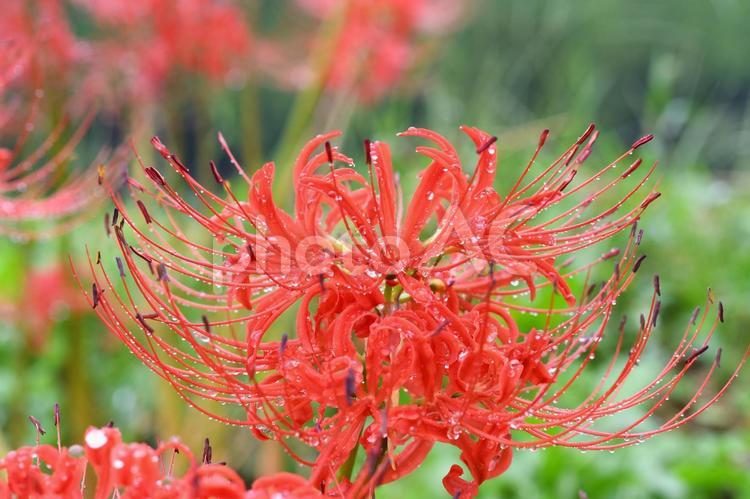 雨上がりの彼岸花 彼岸花,自然,植物の写真素材