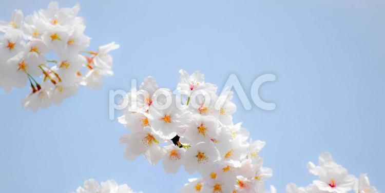桜のフレーム、サクラと青空、桜の背景素材 さくら,桜,サクラの写真素材