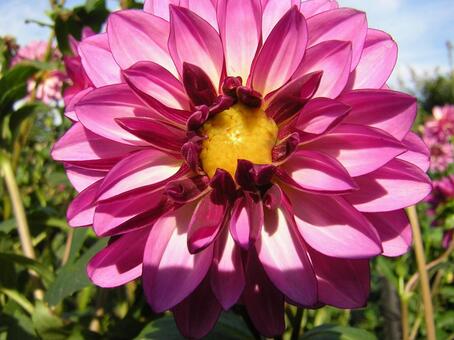 Dahlia, dália, rosa, verão, JPG