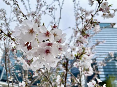 桜 桜の写真