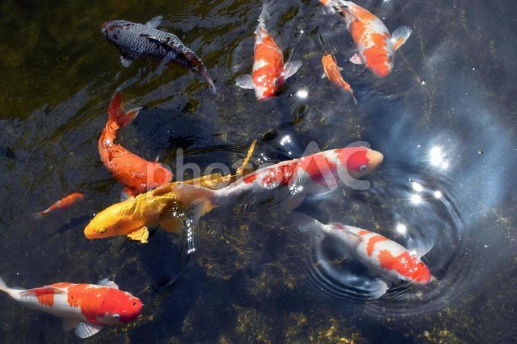 福井県：あわら温泉の旅館の池鯉 鯉,魚,群れの写真素材