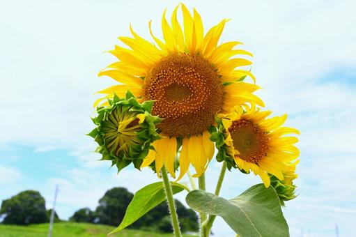 ひまわり畑１０ ひまわり,向日葵,ひまわり畑の写真素材