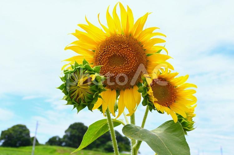 ひまわり畑１０ ひまわり,向日葵,ひまわり畑の写真素材