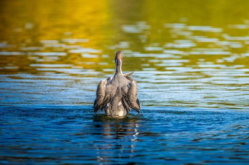 池で羽ばたくオナガガモ 池で羽ばたくオナガガモの写真