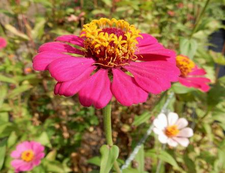【花の写真】 ヒャクニチソウ（百日草） 百日草,ヒャクニチソウ,植物の写真素材