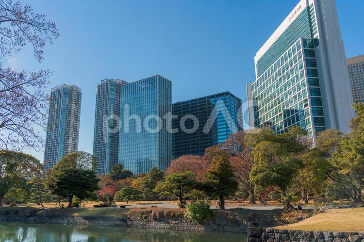喧騒の中の癒しの庭園 浜離宮庭園,紅葉,東京の写真素材