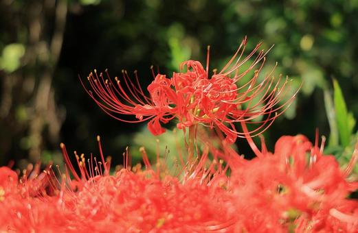 彼岸花 彼岸花の写真