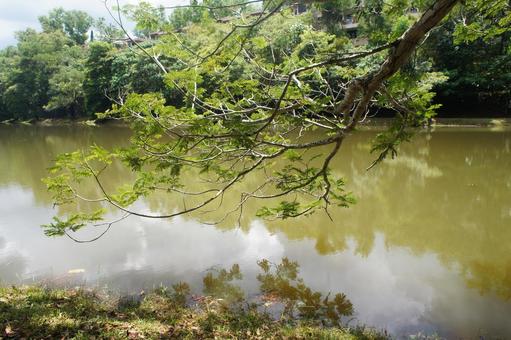 木 木,枝,葉の写真素材