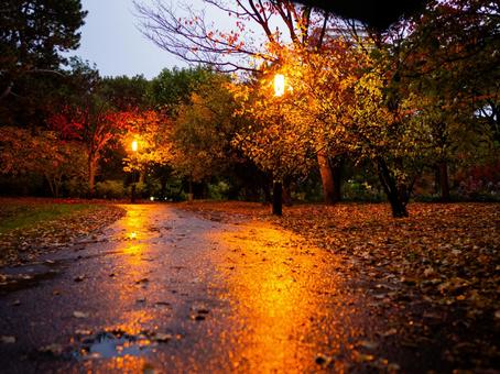赤く染まる中島公園の写真