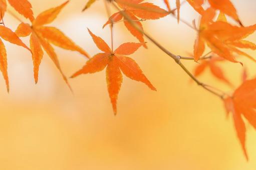 赤く染まるモミジの背景 赤く染まるモミジの背景 秋,紅葉,モミジの写真素材