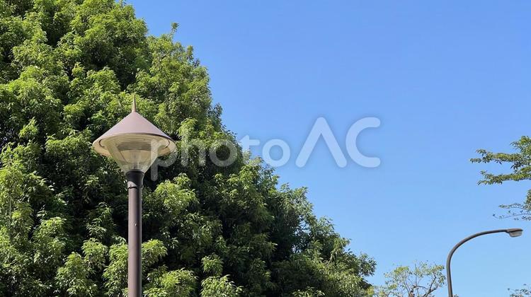 昼の街灯 青空,木,5月の写真素材