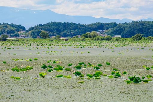 伊豆沼の風景ー夏⑵ 伊豆沼の風景ー夏⑵の写真