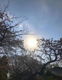 晴天の下の桜の木 晴天の下の桜の木の写真