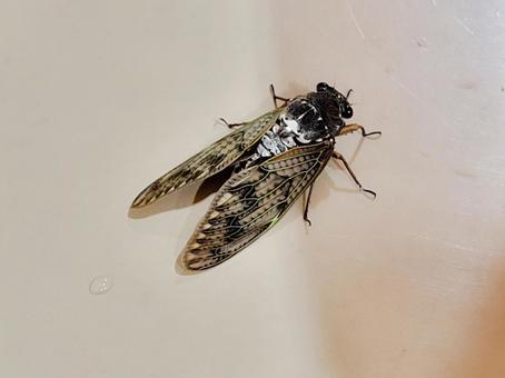 アブラゼミ アブラゼミ 蝉,アブラゼミ,昆虫の写真素材