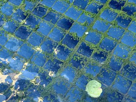 池の水面に浮かぶ葉っぱ 池の水面に浮かぶ葉っぱ 池,葉,水面の写真素材
