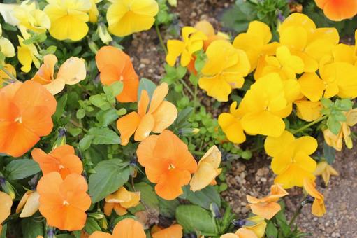 パンジー11 パンジー11の写真