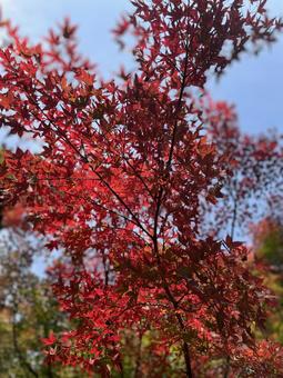 紅葉 紅葉,秋,赤の写真素材