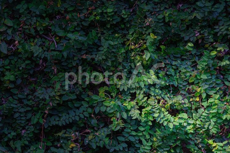 壁をつたう草の背景画像 背景画像,草,壁の写真素材