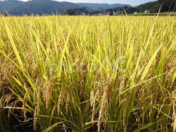 稲穂、たわわに実るお米　田んぼ風景4 たんぼ,風景,景色の写真素材