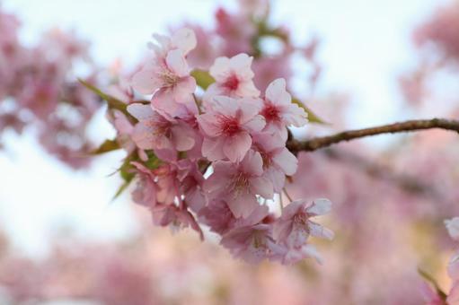 河津桜 河津桜の写真