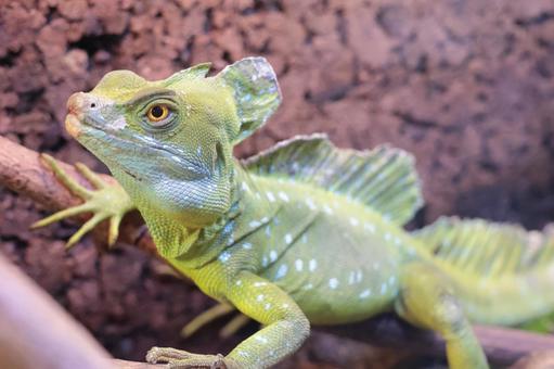 上を向いて爬虫類 上を向いて爬虫類の写真