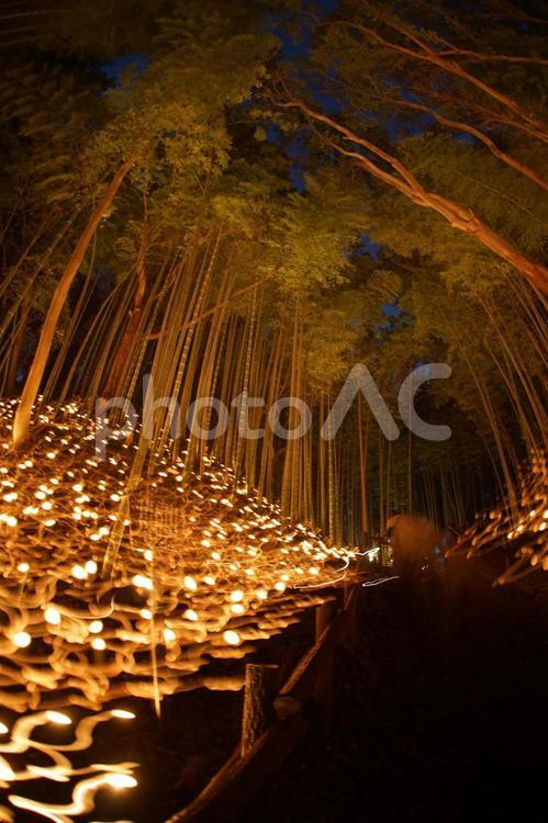 竹林の小径ライトアップ（小机城址市民の森） 竹林,ライトアップ,日本文化の写真素材