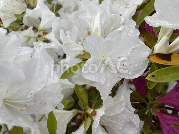 雨上がりの白いツツジ 自然,ツツジ,花の写真素材