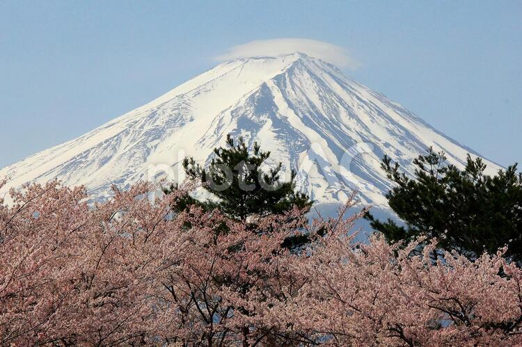 桜と富士 雪,風景,山の写真素材