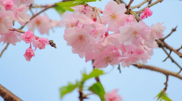 桜 桜の写真