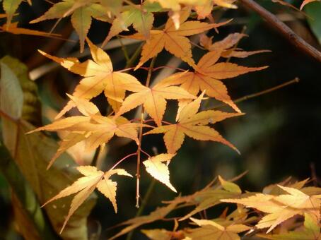 【紅葉写真】美しい紅葉風景 モミジ,紅葉,晩秋の写真素材