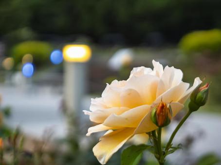 夕暮れのオレンジ色のバラの花 夕暮れのオレンジ色のバラの花 夕暮れ,バラ,オレンジの写真素材