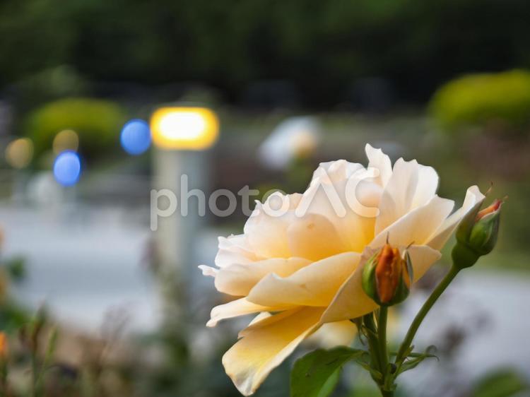 夕暮れのオレンジ色のバラの花 夕暮れ,バラ,オレンジの写真素材