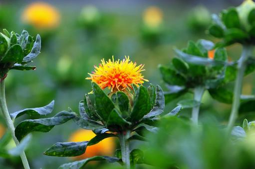 Photo, safflower hata, safflower, red, 