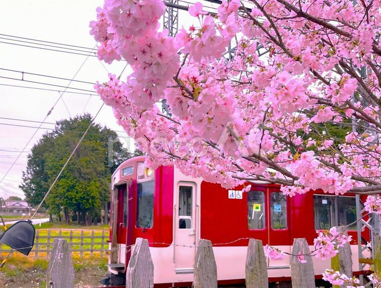 桜と電車　 春,ピンク,さくらの写真素材