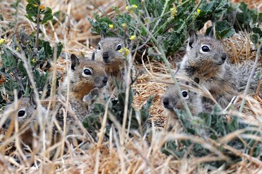 カリフォルニアジリス カリフォルニアジリス,リス,ジリスの写真素材