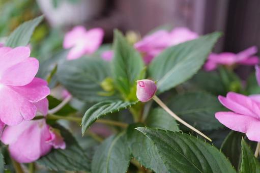 サンパチェンス（オーキッド）10 サンパチェンス,オーキッド,ピンクの写真素材